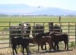 Cows on the range at Buckeye Farms at Park Ranch