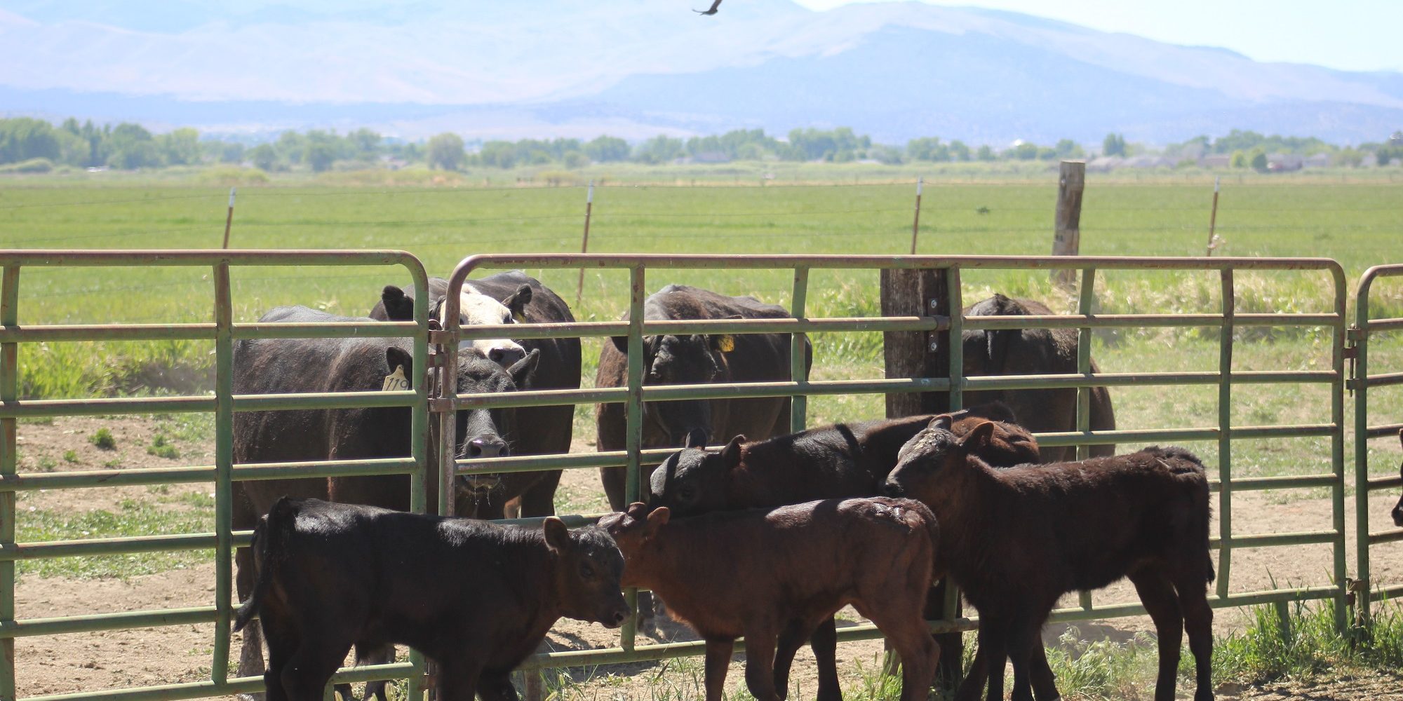 Cows on the range at Buckeye Farms at Park Ranch