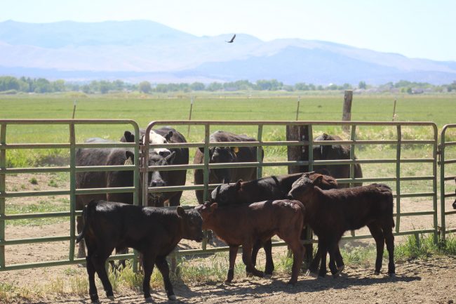 Cows on the range at Buckeye Farms at Park Ranch