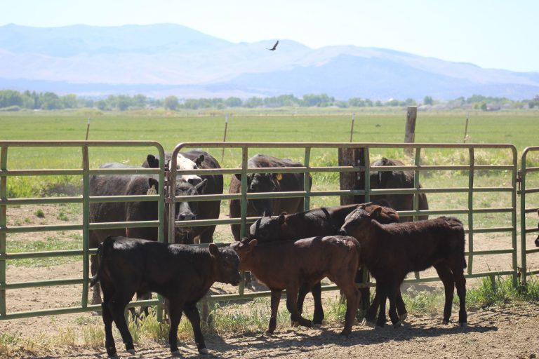 Cows on the range at Buckeye Farms at Park Ranch